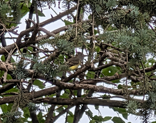 Great Crested Flycatcher
