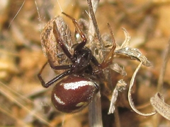 Steatoda ancorata