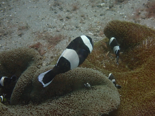 Amphiprion polymnus observed 2026-08-22