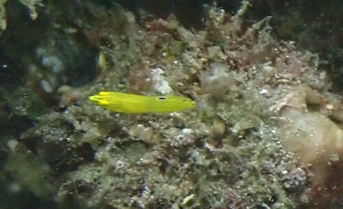 Halichoeres chrysus observed 2026-08-22