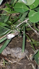 Notocelia cynosbatella