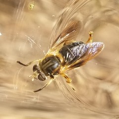 Teuchocnemis lituratus