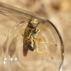 Teuchocnemis lituratus