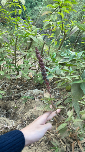 Tropical Pokeweed