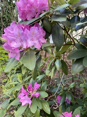 Rhododendron wadanum