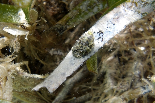Cerithium litteratum observed 2026-08-27