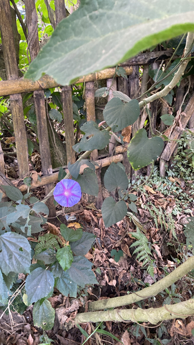 oceanblue morning glory