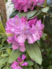 Rhododendron wadanum
