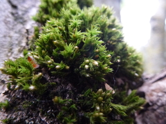 Orthotrichum stramineum