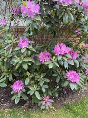 Rhododendron wadanum