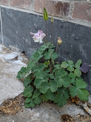 Aquilegia vulgaris