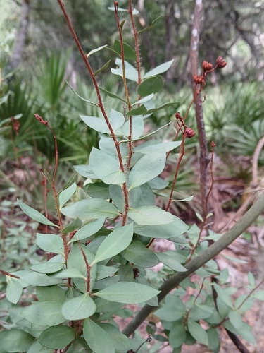 Bejaria racemosa, photograph 3
