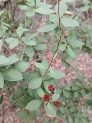 Bejaria racemosa, photograph (c) xanderferret, some rights reserved (CC BY)