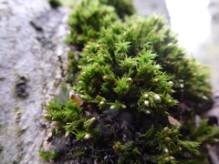 Orthotrichum stramineum