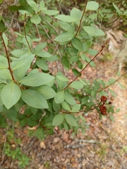 Bejaria racemosa, photograph (c) xanderferret, some rights reserved (CC BY)