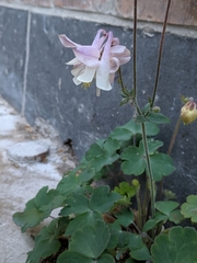 Aquilegia vulgaris