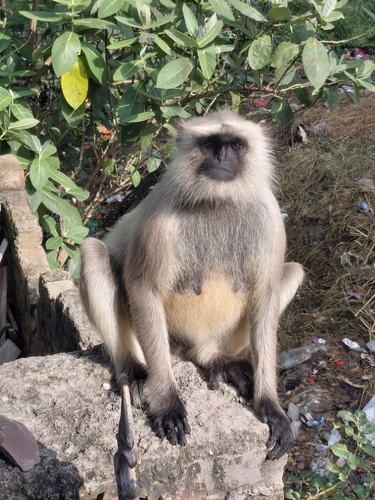 Bengal Sacred Langur