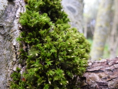 Orthotrichum stramineum