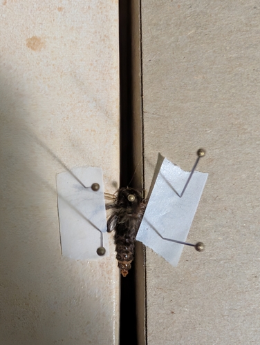 Evergreen Bagworm Moth