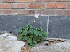 Aquilegia vulgaris