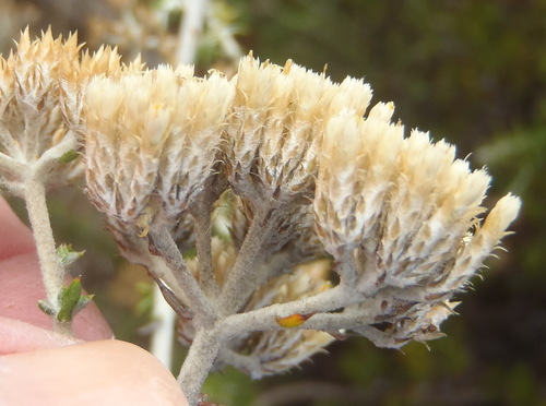 Image of Woolly Blombush (Metalasia dregeana) by (c) Nicola van Berkel, some rights reserved (CC BY-SA)