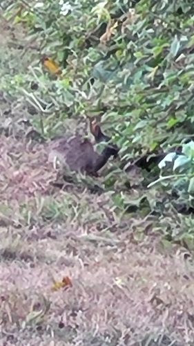 Brush Rabbit observed by xavier_cailburr