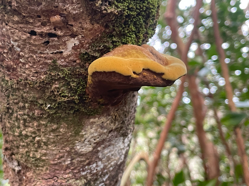 Phellinus observed 2026-08-28