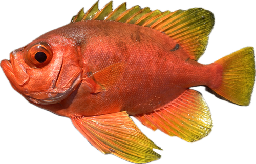 Cookeolus japonicus observed 2026-08-24