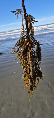 Carpophyllum flexuosum observed 2026-08-29