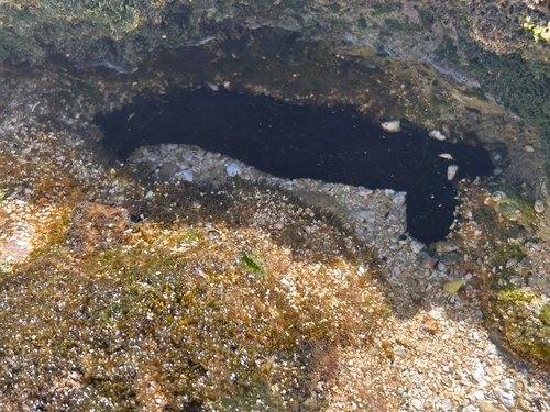 Holothuria fuscorubra, 2026-07-30
