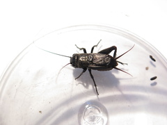 Gryllus vocalis