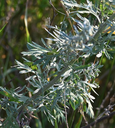 absinthe wormwood
