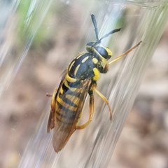 Sphecomyia vittata