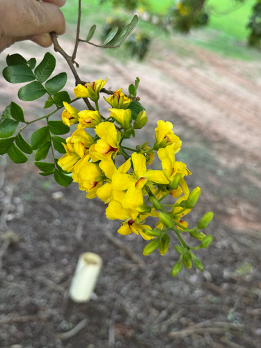 Brazilwood