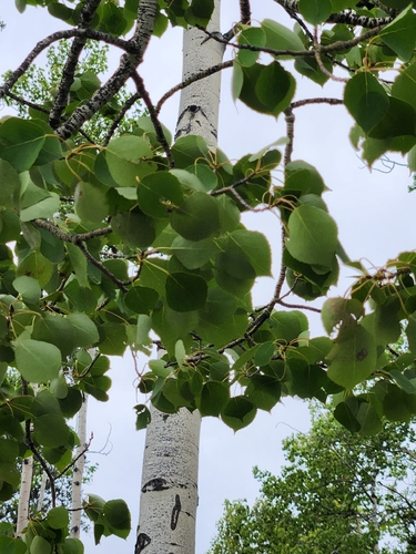 quaking aspen