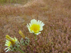Malacothrix coulteri