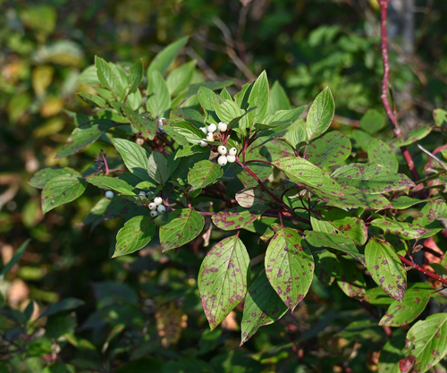 red osier dogwood