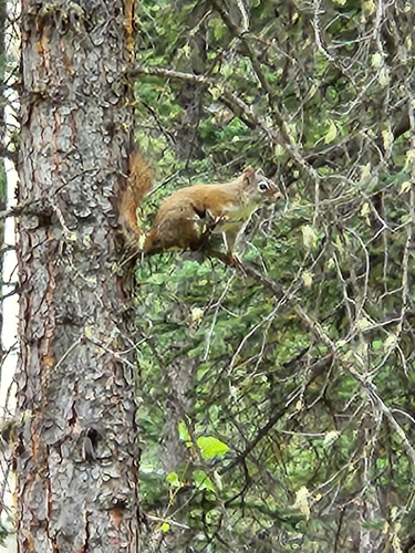 American Red Squirrel