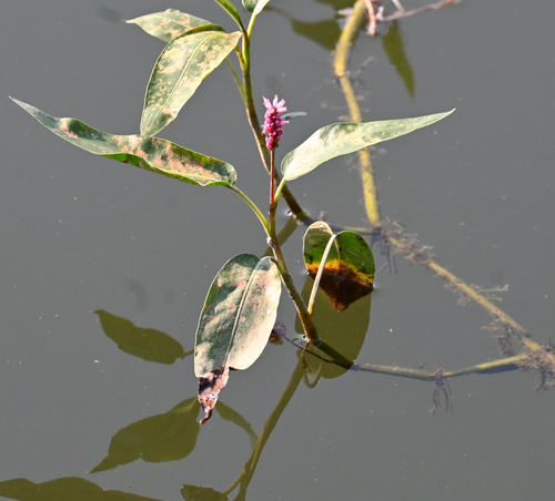 water smartweed