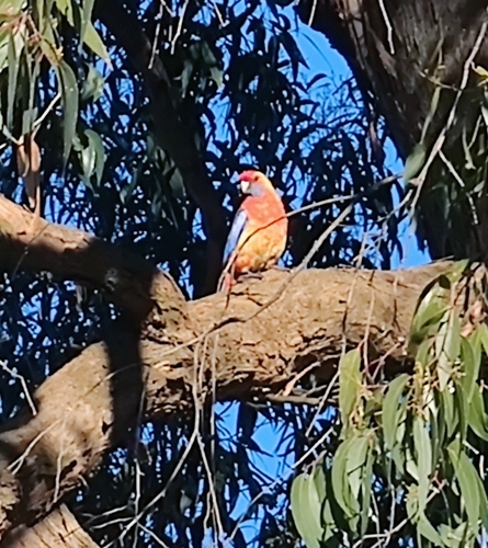 Adelaide Rosella