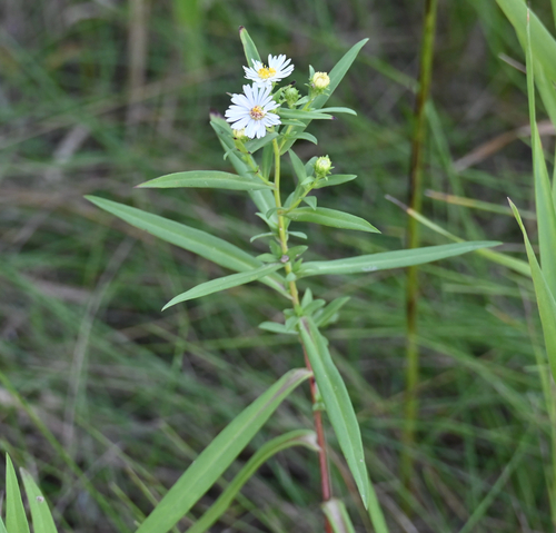 panicled aster