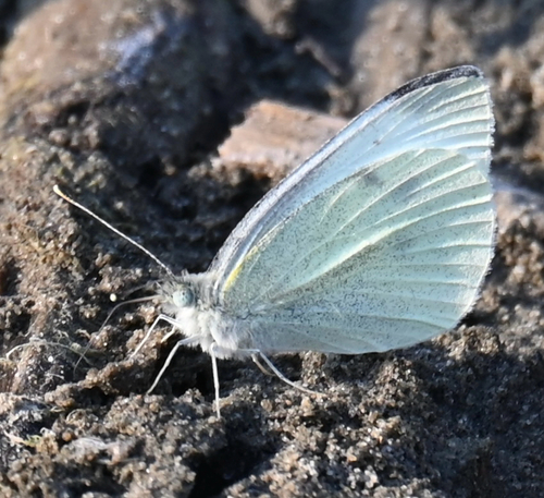 Small White