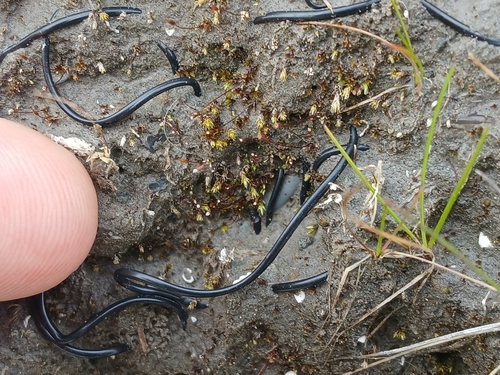 Geheebia tophacea observed 2026-08-29