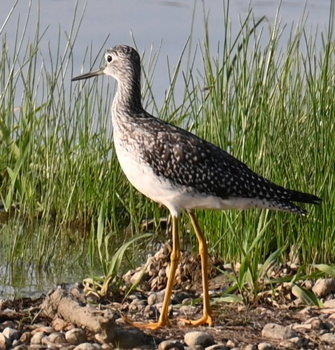 Greater Yellowlegs