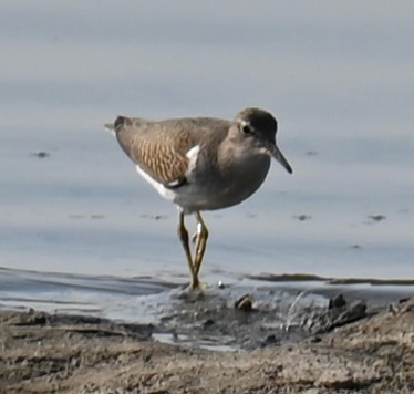 Spotted Sandpiper