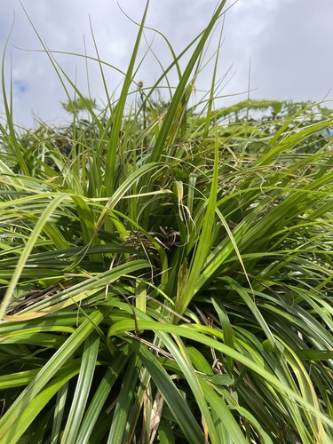 Carex rafflesiana observed 2023-04-13