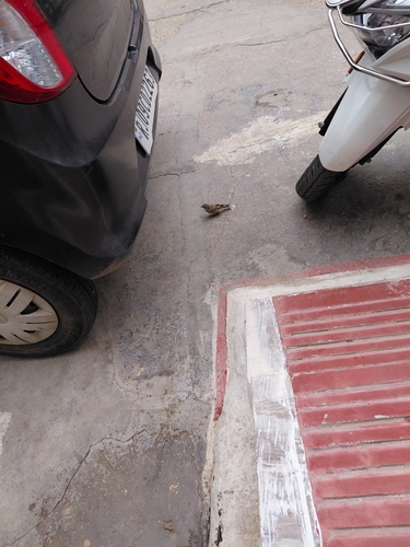 House Sparrow