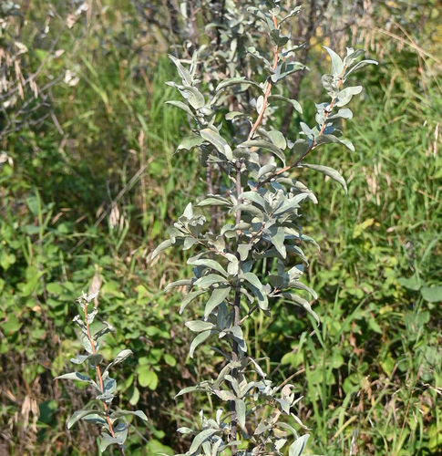 Silverberry