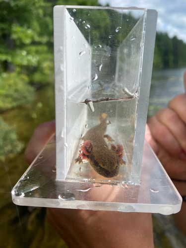Common Mudpuppy observed by desmond_macneal