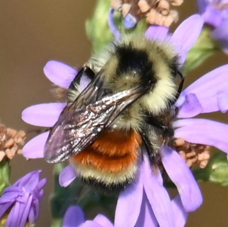 Tricolored Bumble Bee